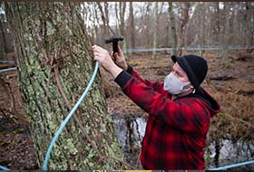 Tapping for maple syrup