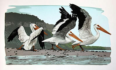 Gaylord Schanilec, Pelecanus erythrorhynchos, color wood engraving 