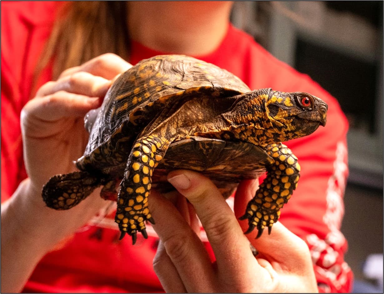 box turtle