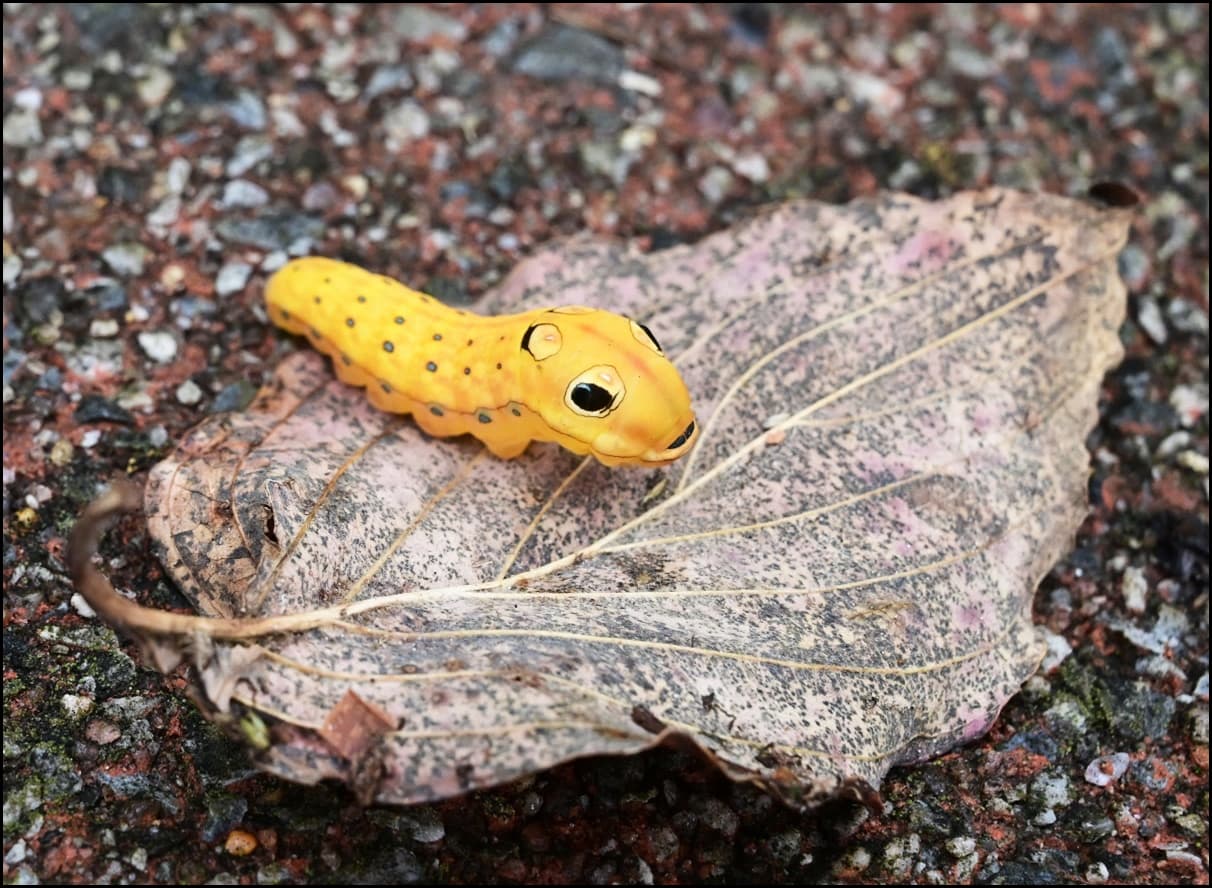 spicebush swallowtail butterfly