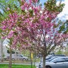 Armenian Genocide Tree at Lakeside Lane Lot Armenian Genocide Tree at Lakeside Lane Lot