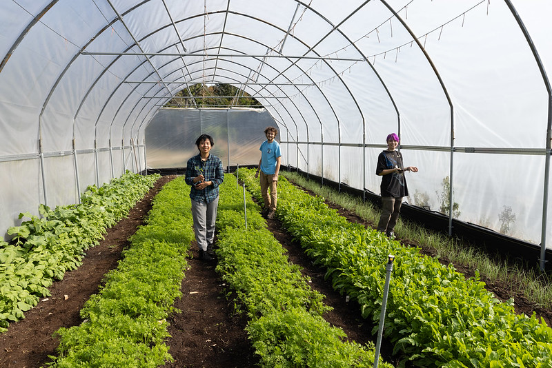 Three students stagger between rows of bright green plants in the green house nursery. .
