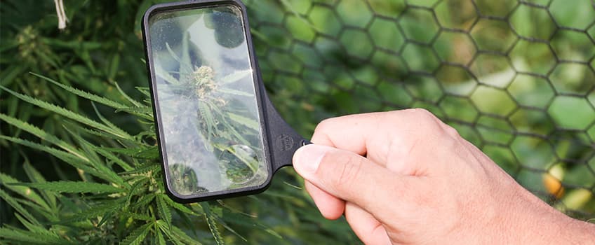 cannabis studies