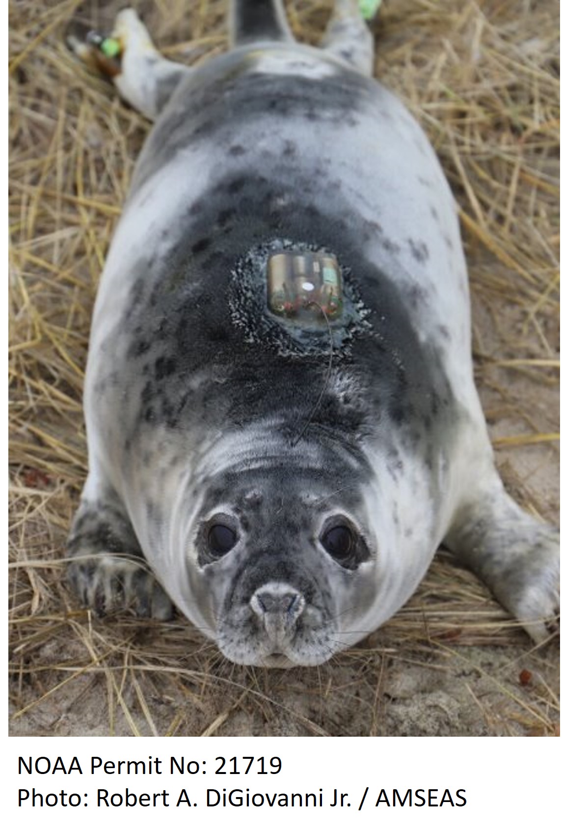new-seal-photo1 seal tagged amseas