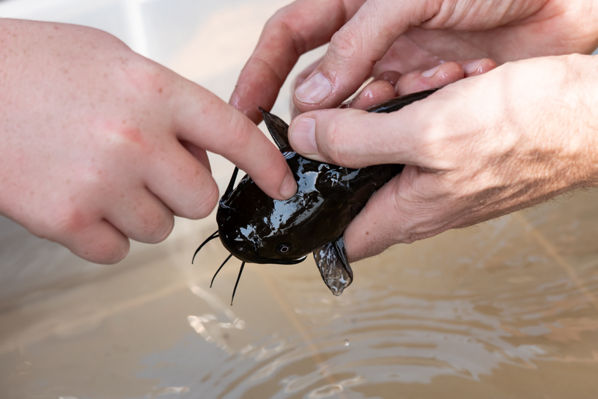 brown bullhead