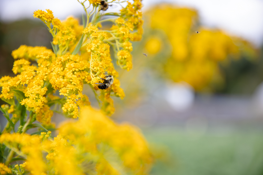 bee bee