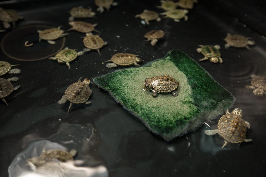 terrapins
