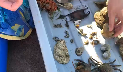 Image of Dr. Christine Thompson's livestream event from the field