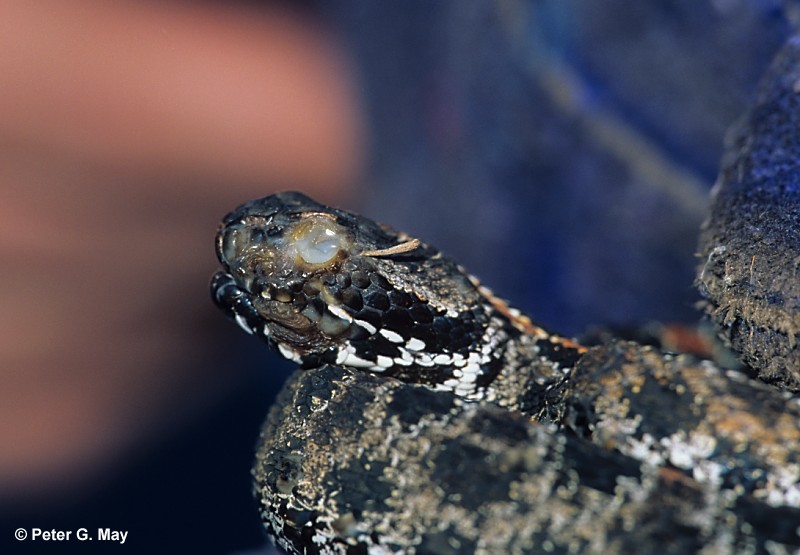 Image of fungal eye on snake