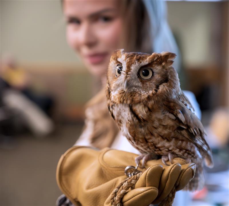 clementine the owl