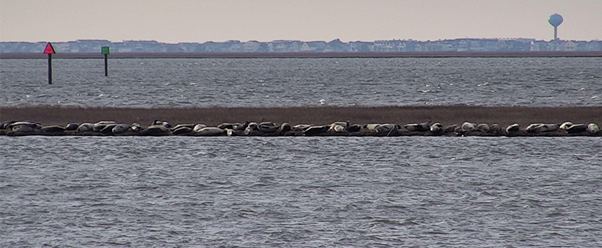 seals on shoreline