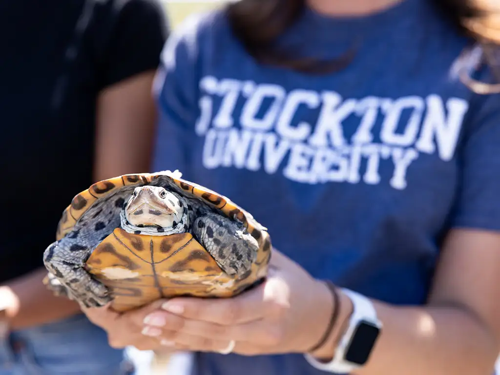 Stockton University student holding a diamondback terrapin turtle during a hands-on learning activity.